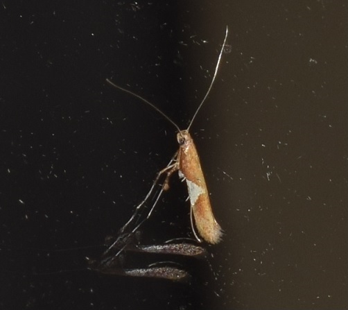 Caloptilia stigmatella (Gracillariidae)? S